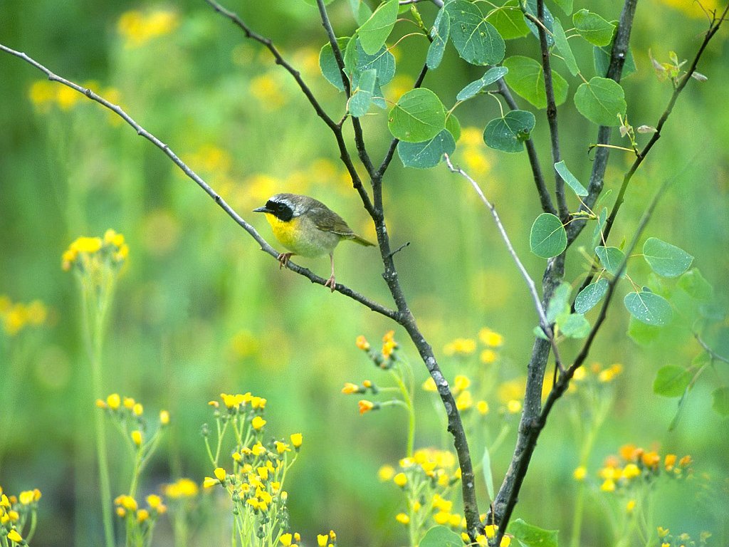 Common Yellowthroat, Sauvie Island